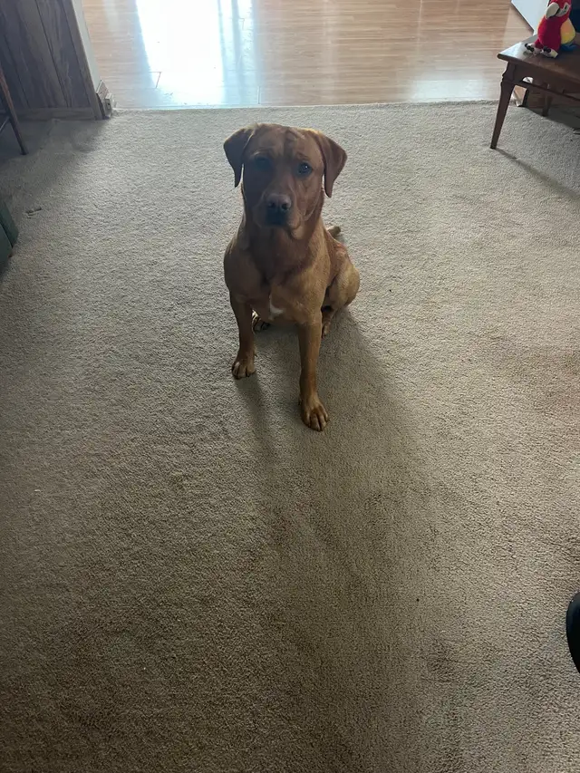 Lab Puppies For Sale in Dogs & Puppies for Rehoming in Norfolk County - Image 11