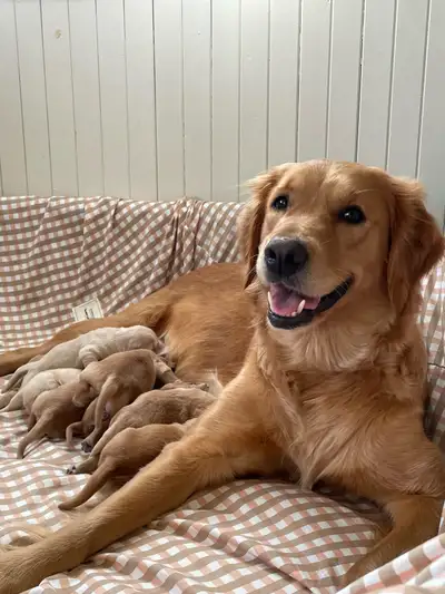 Golden Retriever Puppies, View more