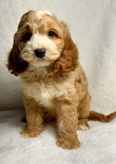 Mini cockapoo puppy(male), View more