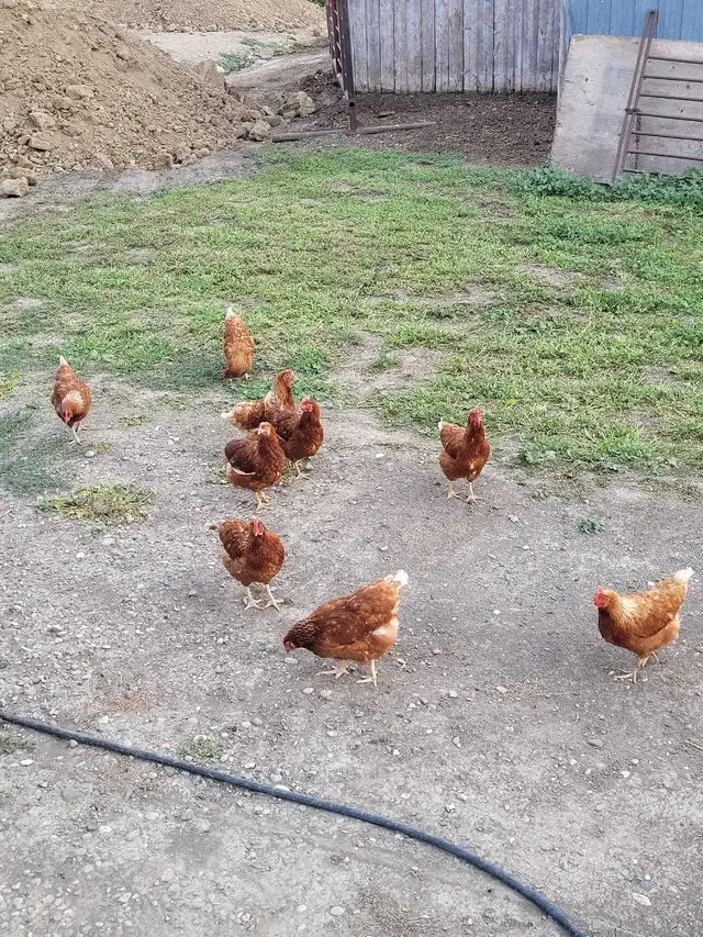 Farm Fresh Eggs544789767484887043