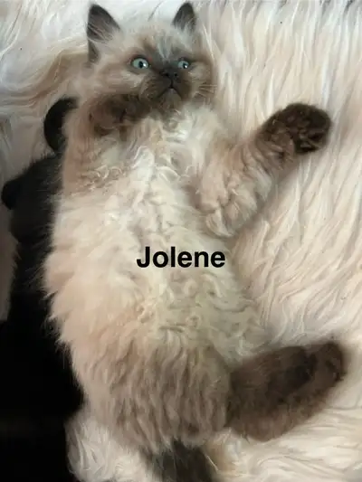 Beautiful Ragdoll x Siamese Kittens, View more