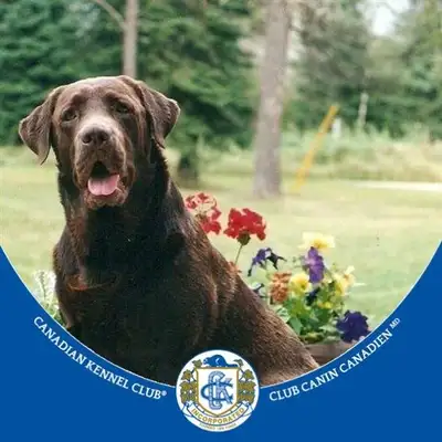 CKC REG. LABRADOR RETRIEVERS, View more