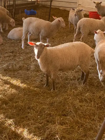 Rideau Arcott ewe lambs, View more