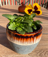 Pansies in Decorative Terracotta 5 Inch Pot