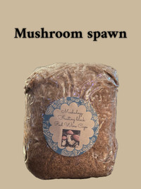 Mushroom grow blocks 
