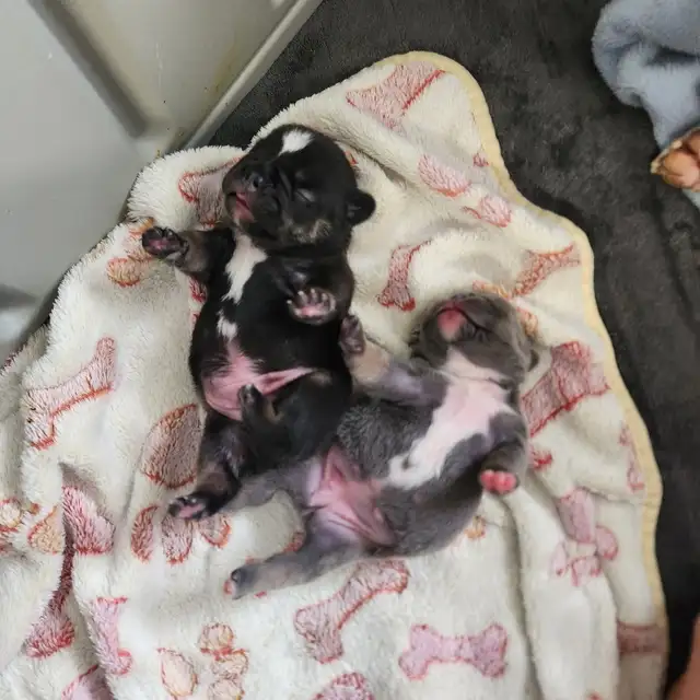 Pawdorabulls French Bulldogs - some fluffies!!! in Dogs & Puppies for Rehoming in Ottawa - Image 11