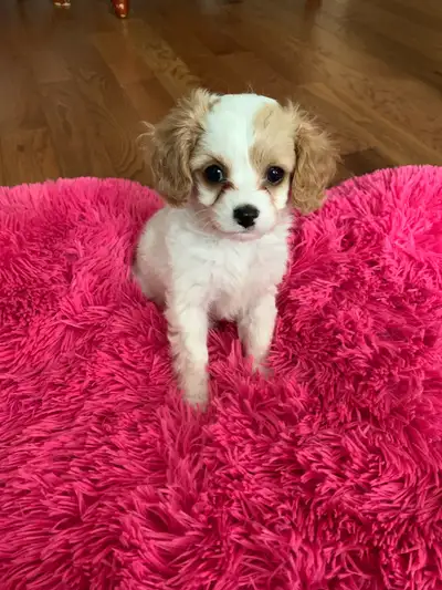 Cavapoo Puppies, View more