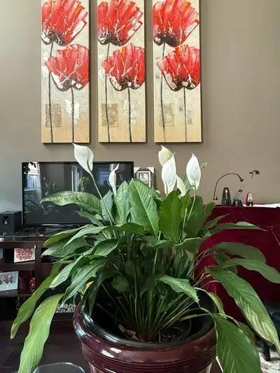 Peace Lily, View more