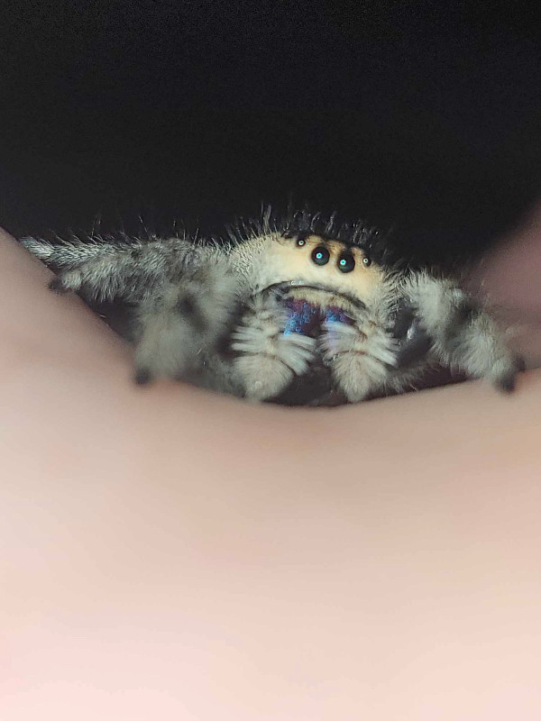 Jumping spiders!! in Other Pets for Rehoming in Edmonton - Image 4