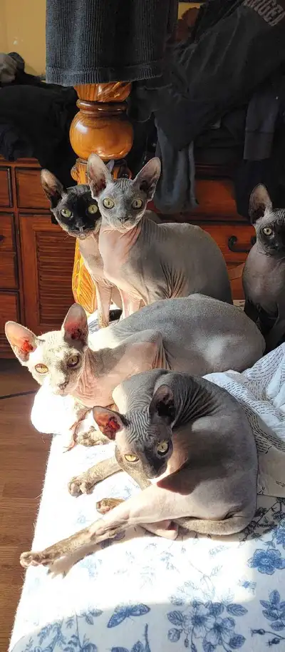 SPHINX CATS RUSSIAN BLUE and Black FROM 9 WEEKS TO A YEAR OLD, View more