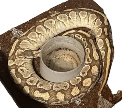 Ppu - Free Female Lesser Het Clown, View more