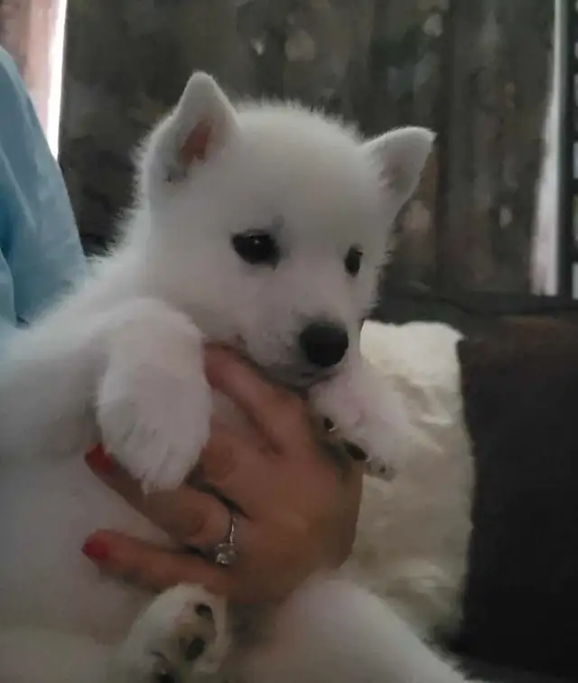 All white husky puppies in Dogs & Puppies for Rehoming in Windsor Region - Image 3