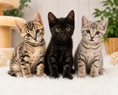 Bengal Kittens! Available Now! Delivery Available!, View more