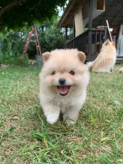 Pomeranian Puppies, View more