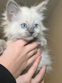 Purebred Ragdoll Kitten