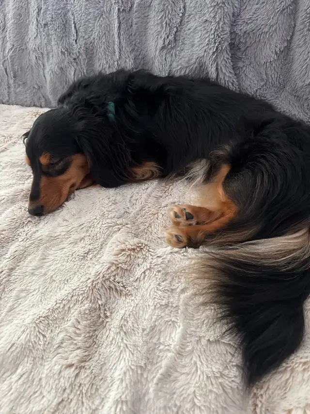 Teckel miniature poil long in Dogs & Puppies for Rehoming in Trois-Rivières - Image 10