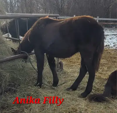 Half Friesian half Andalusian filly, View more