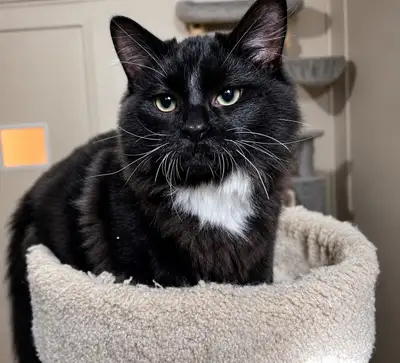 5 Months Old Male Ragdoll Mix Kitten- Super Clingy- available!, View more