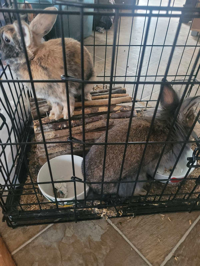Bunnies  in Animal & Pet Services in Moose Jaw