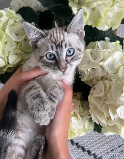 Bengal Ragdoll Mixed Kittens, View more