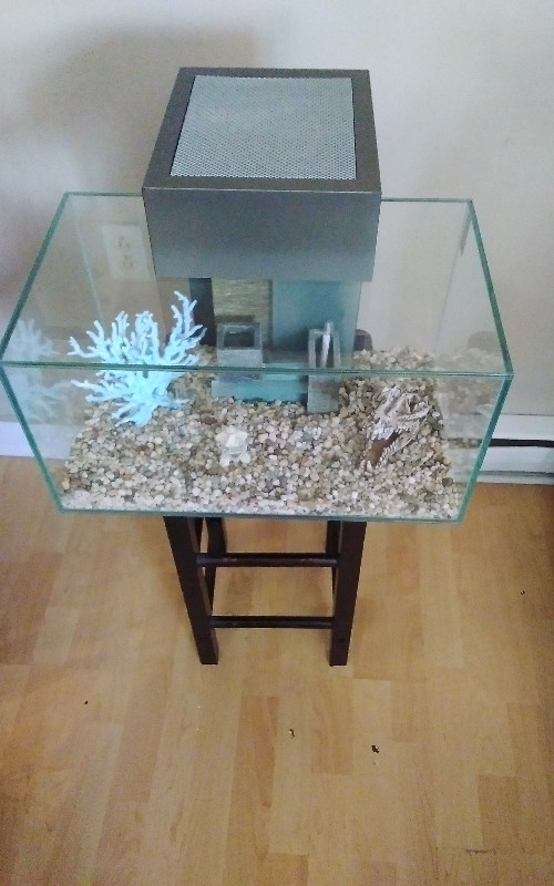 Fluval edge 6 gallon (yes its available) in Fish for Rehoming in Saint John - Image 3