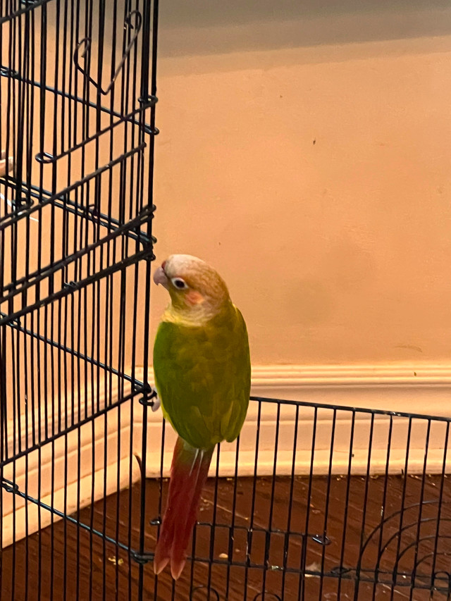 Pineapple and green conure in Birds for Rehoming in Mississauga / Peel Region - Image 4