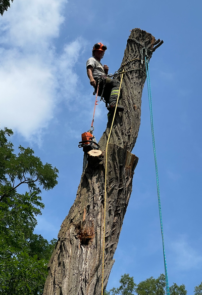 TREE REMOVAL, View more