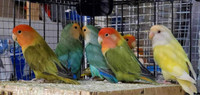 Lovebirds & Parakeet …FOR SALE 