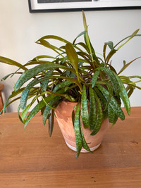 Rare Scilla Violacea succulent / Indoor Plant Leopard Lilly
