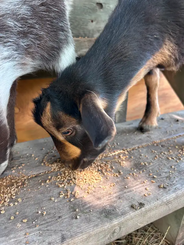 2 well behaved small goats in Livestock in Red Deer - Image 5
