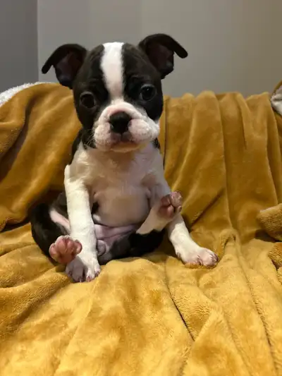 boston terriers ONLY ONE FEMALE LEFT, View more