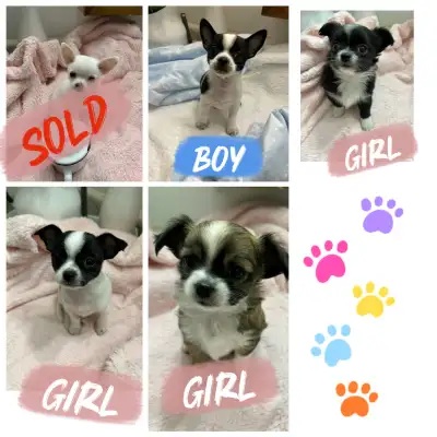 These adorable Chihuahua puppies are ready to find their forever homes. Born on March 15th, these pu...