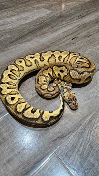 Pastel specter/yb clown female ball python 