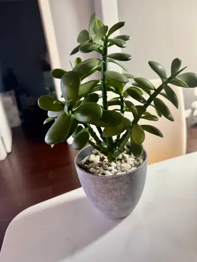 Artificial Jade Plant, View more