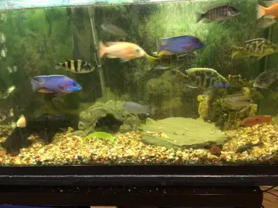 90 GALLON TANK WITH FISH FOR SALE, View more