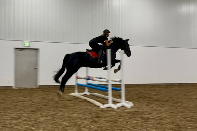 Training/Lessons in Horses & Ponies for Rehoming in Lethbridge - Image 2