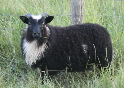 Purebred Icelandic ewe lambs, View more