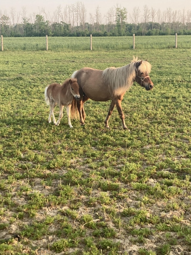 Ponies for sale Horses & Ponies for Rehoming Norfolk County Kijiji