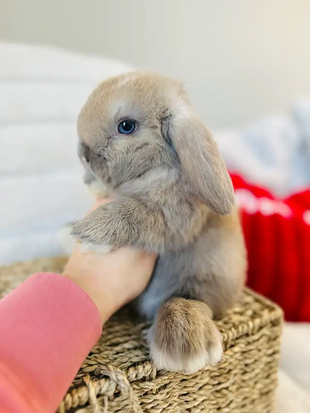 lapins-nain bélier hollandais mâles in Small Animals for Rehoming in Laval / North Shore - Image 8