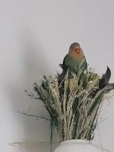 Lovebird for sale, View more