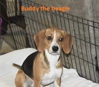 Beagle puppies for sale, View more