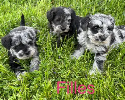 Chiots schnauzer nain à vendre, View more