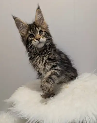 Looking for a charming and playful new family member? Meet X-File, a delightful male kitten ready to...