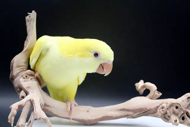 QUAKERS NAM DISPONIBLES in Birds for Rehoming in Laurentides - Image 3