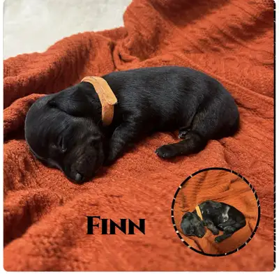 dachshund puppies , View more