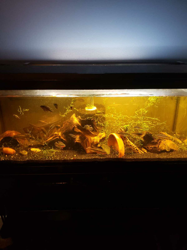 2 20g long with stand in Fish for Rehoming in London - Image 2