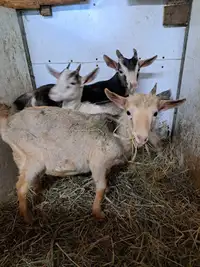 Alpine/Saanen Goat bucklings