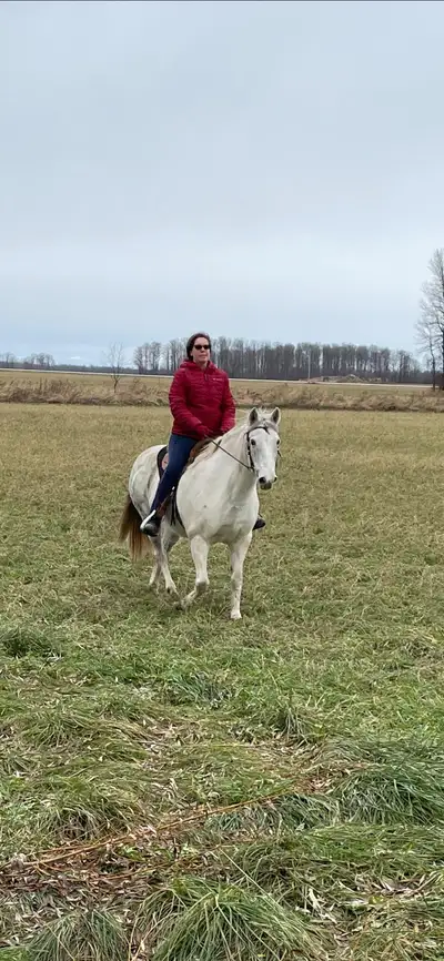 Glory is a registered 18 year old spotted saddle horse mare. Finding the right home for her is very...