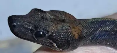 Sonoran Dwarf Boa , View more