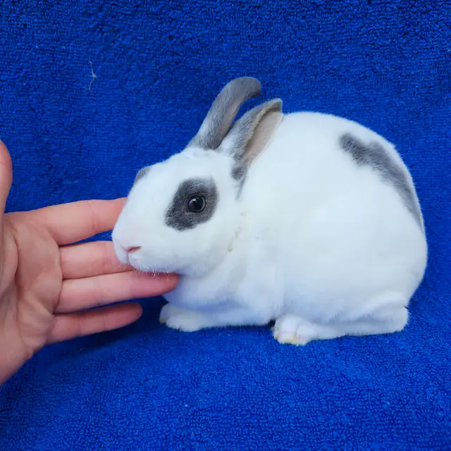 Extraordinary mini rex male baby bunny rabbit in Small Animals for Rehoming in City of Toronto - Image 4